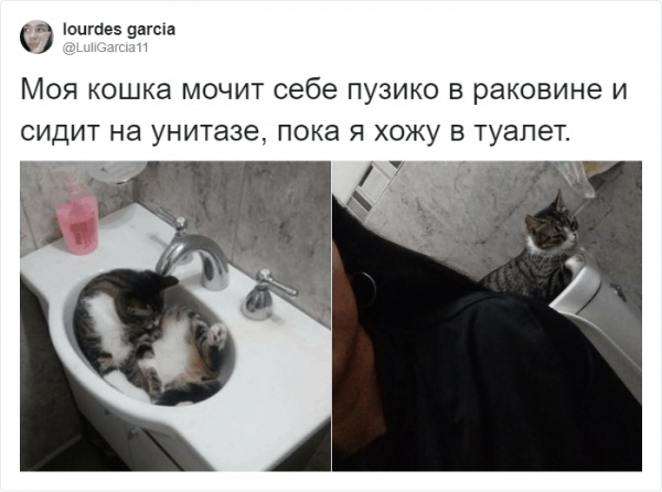 Кошачьи будни: пользователи делятся смешными моментами из жизни своих питомцев