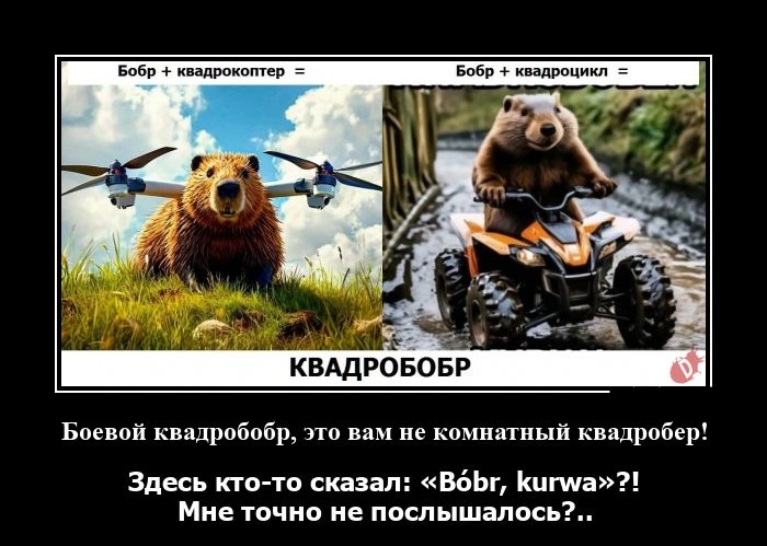 Новые демотиваторы и bobr kurwa