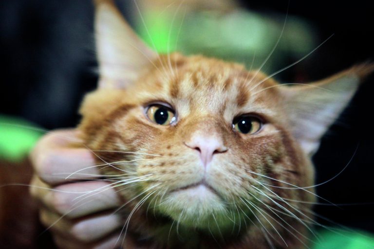 Зачем вашей кошке кошачья мята: трава на все случаи жизни