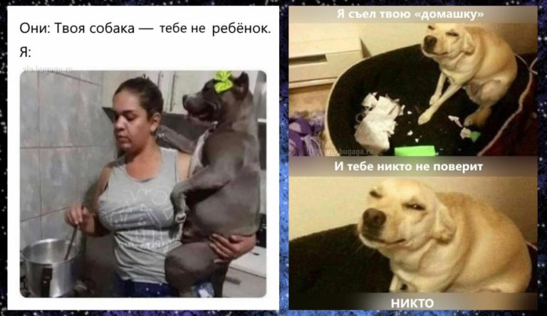 Смешные и милые мемы с собаками: улыбка обеспечена, хвост не обязателен!