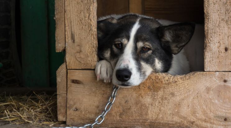 В Эстонии готовят закон, запрещающий держать собак на цепи