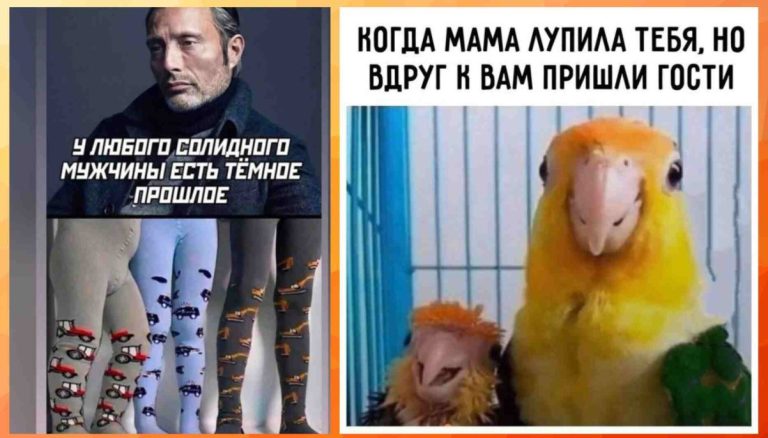 Прикольные картинки с надписями и попугайчики