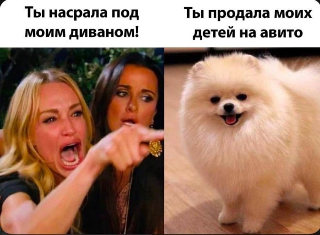 Интернет мемы на утро воскресения и маленький шпиц