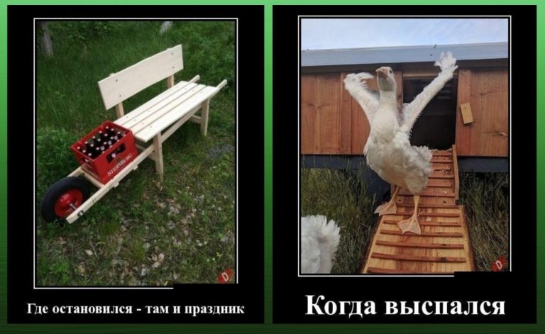 Новые демотиваторы и гусь который выспался