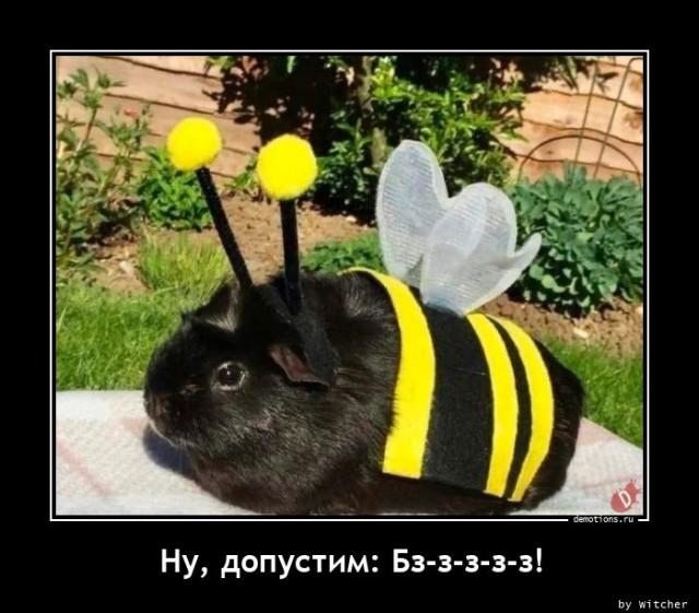 Новые демотиваторы и кролик в маскировке