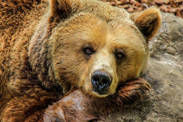 В Пярну забрел медведь-шатун
