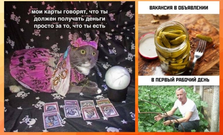 Интернет мемы на утро пятницы и котик дело говорит