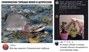 Забавные комментарии, которые как острый соус приправляют сам пост