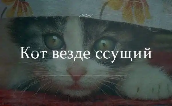 Смешные каламбуры и игра слов, которая не приходила вам в голову