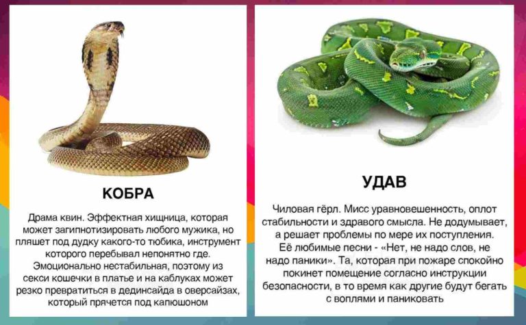 Дамы, проверяйте, все ли верно истолковано: девушек сравнили со змеями