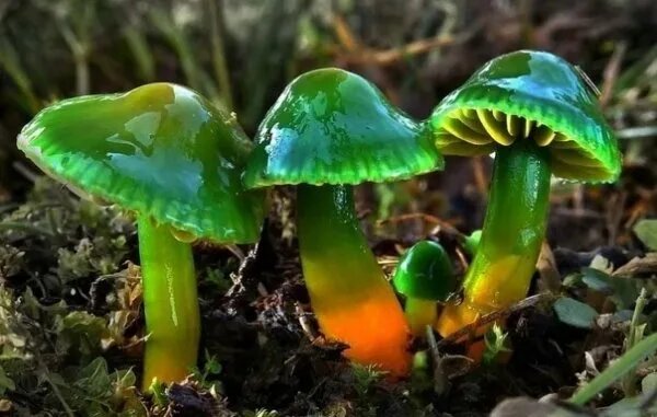 Грибом года в Латвии стал Gliophorus psittacinus