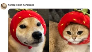 Мокрый нос, тёплый хвост: как питомцы делают нас счастливее