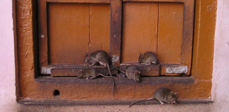 Города мира захватывают полчища крыс: это последствия глобального потепления