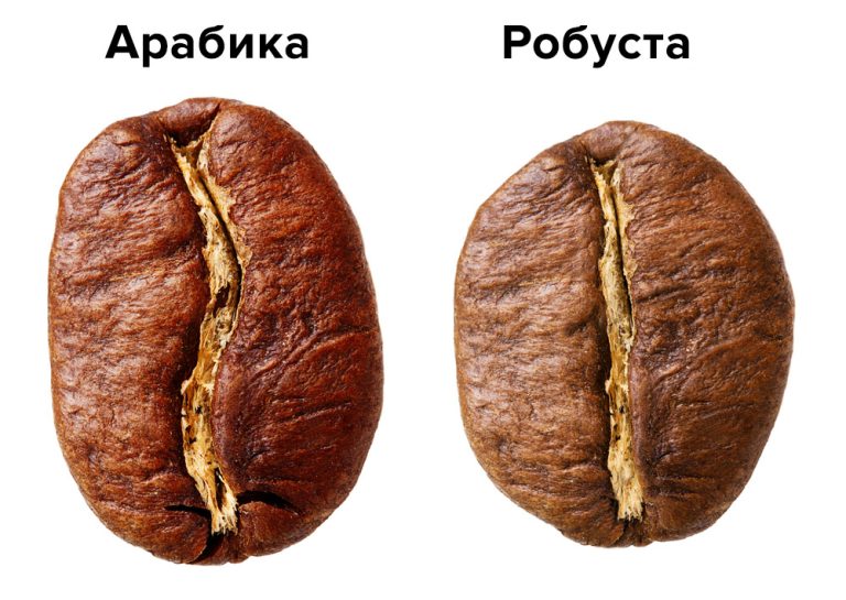 Арабика vs. Робуста: Кто победит в битве за идеальный кофе?