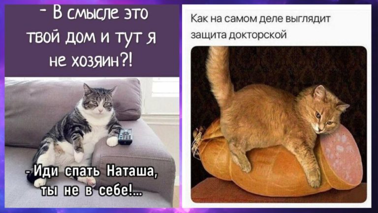 Кошачьи мемы, которые сделают твой день лучше (и пушистее)