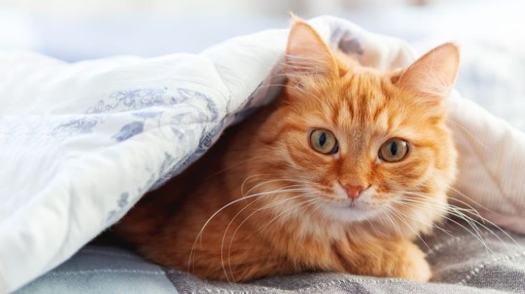Кототерапия как средство от стресса: правда ли, что кошки лечат