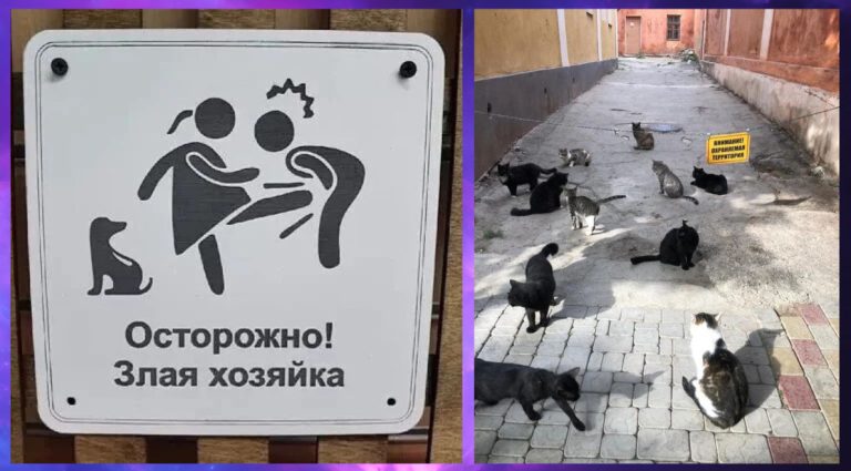 Юмор на стенах: лучшие примеры креативных объявлений
