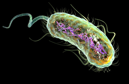 Количество зараженных кишечной палочкой E.coli растёт. Как защитить детей