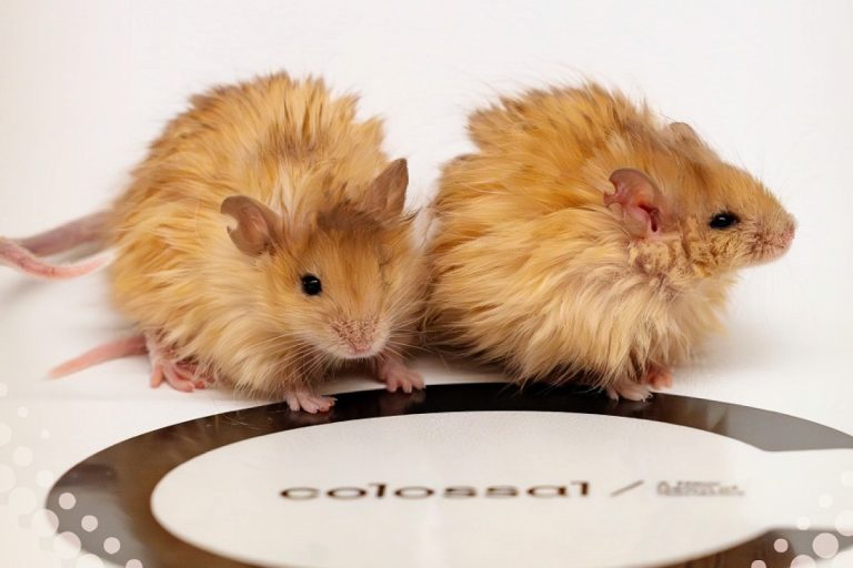 Американские ученые вывели мышей с шерстью мамонта