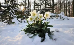 Снежные розы: секреты ухода, чтобы они цвели год за годом🌿❄