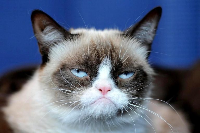 7 вещей, за которые ваша кошка будет ненавидеть вас вечно (и как этого избежать)