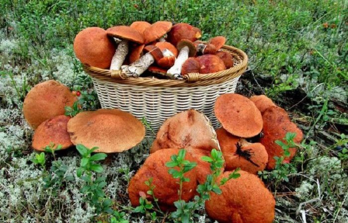 Вырастить лесные грибы на даче: реально ли это?