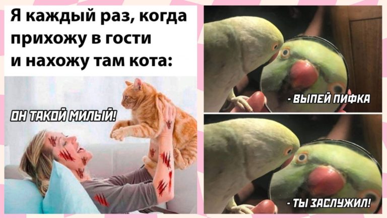 Смешные картинки с надписями и чужой кот