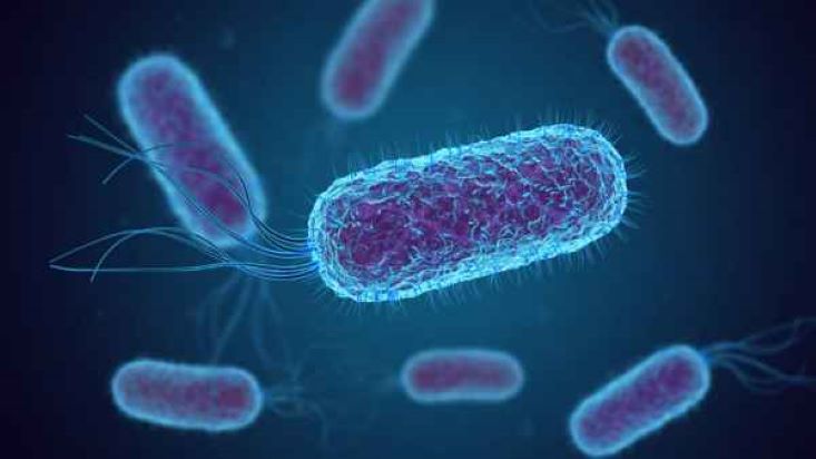 PVD проверяет много продуктов, но бактерий E. coli пока не выявлено