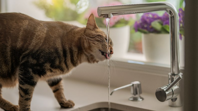 Почему кошки любят пить водопроводную воду?