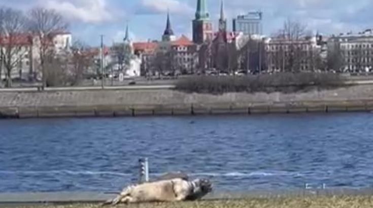 Неожиданный гость! В центре Риги на левом берегу Даугавы загорал тюлень
