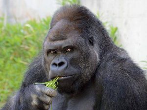 🦍 Социальные связи могут вредить здоровью: ученые раскрыли неожиданные факты