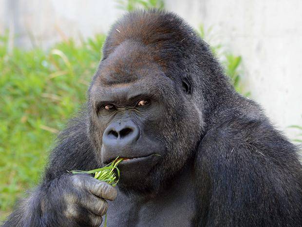 🦍 Социальные связи могут вредить здоровью: ученые раскрыли неожиданные факты