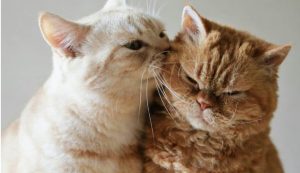 Базовые и легко сочетаемые вещи: гардеробные must-have, которые должны быть у каждой