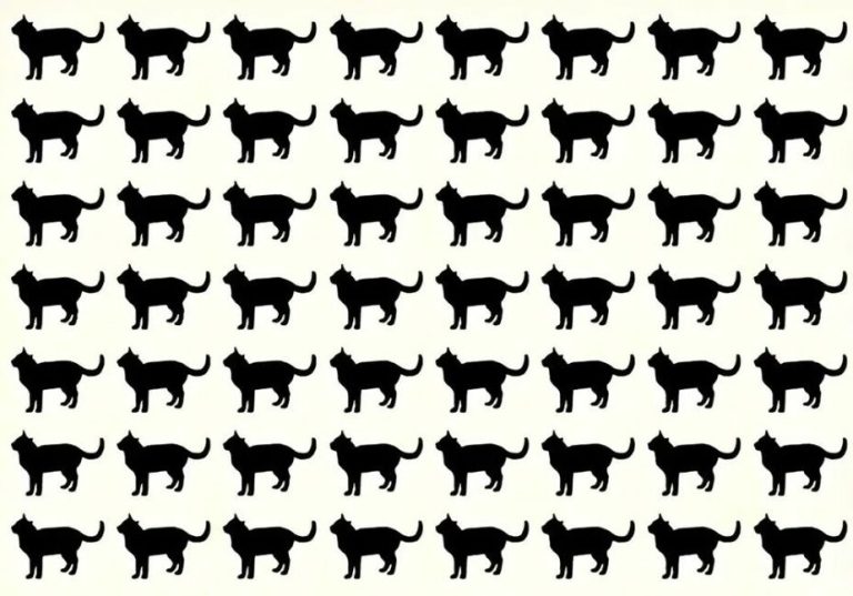 🐈 Разомните мозг: одна кошка из 80 уникальна — найдите её