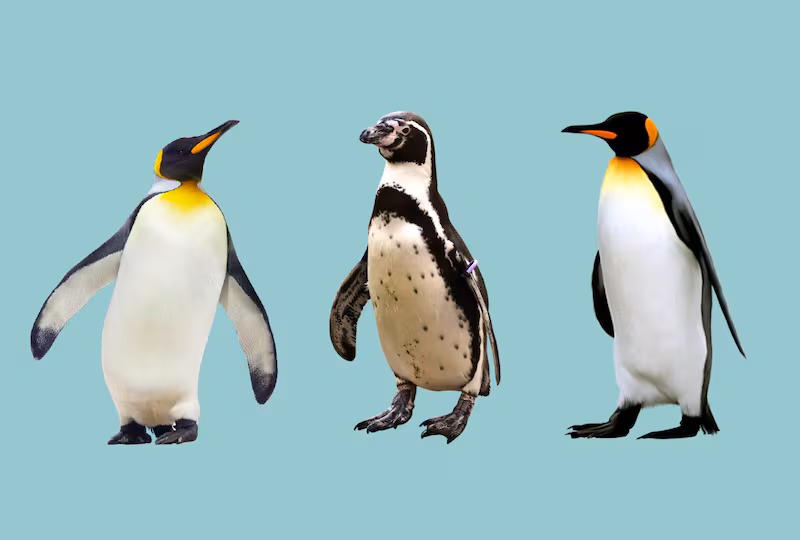 Тест на ревность: Выбери пингвина и узнай правду о себе 🐧