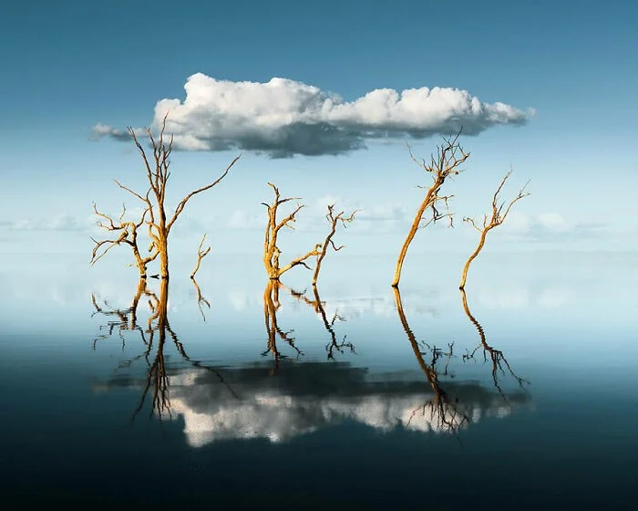 20 шедевральных кадров природы, которые взорвали Fine Art Photography Awards 2025