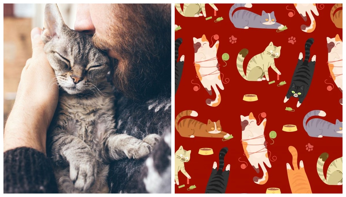 🐱 Сможешь найти «другого» кота за 10 секунд? Только самые внимательные справятся!