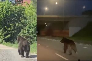Одноразовые вейпы опаснее сигарет: учёные нашли в них токсичные металлы