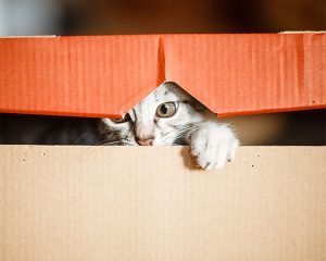 Почему кошки обожают коробки и пакеты: вся правда о кошачьих причудах