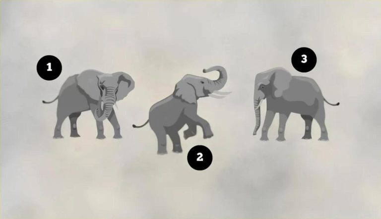 🐘 Психологический тест: выберите слона и узнайте, как часто вы врёте