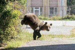 Где нельзя парковаться в период Школьного праздника песни: инструкция для водителей и не только
