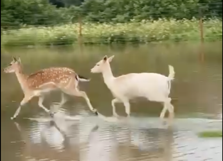 Стихия в Аугшдаугавском крае: зоопарк JuRita mini ZOO спасает животных от потопа