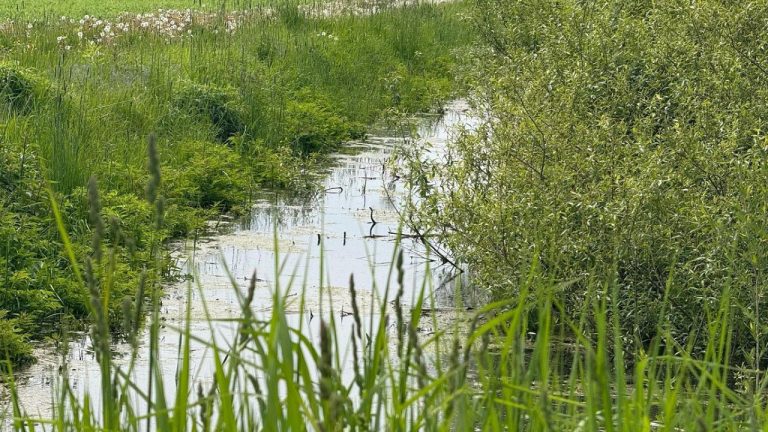 Латвийские фермеры несут убытки почти на 93 млн евро: виновата неблагоприятная погода