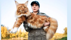 Феттучине алла романа: обед с итальянским акцентом