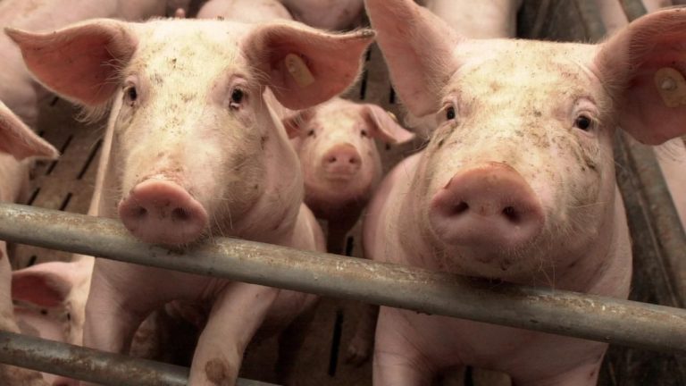 В Огрском районе на ферме Baltic Pork выявлена вспышка АЧС - 20 тысяч животных будут уничтожены