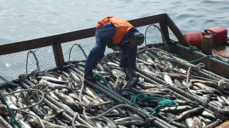Трески и лосося станет меньше: Еврокомиссия предложила сократить квоты на вылов рыбы в 2026 году