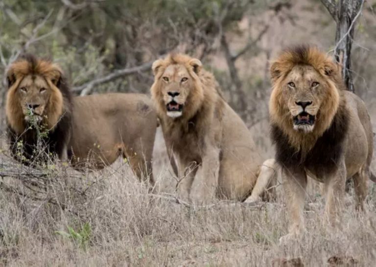 Трагедия в Safari World: львы растерзали смотрителя зоопарка в Бангкоке