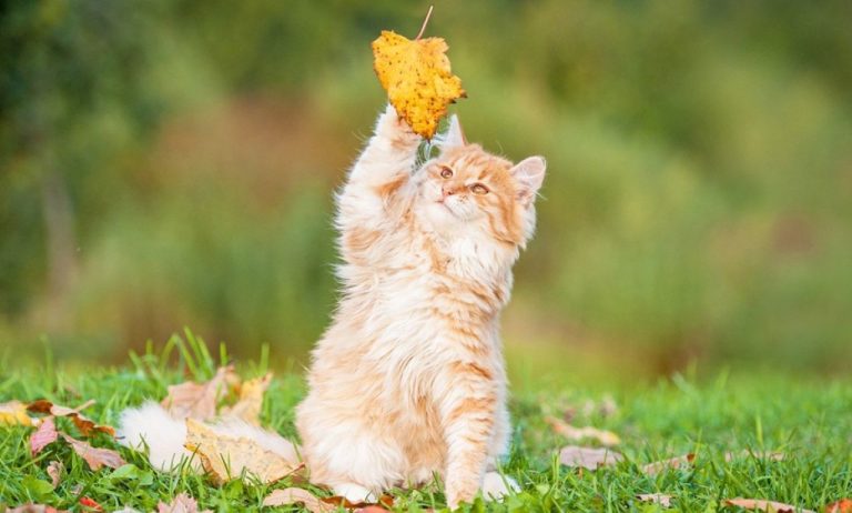 От жары к заморозкам: Латвию ждут резкие перепады температуры