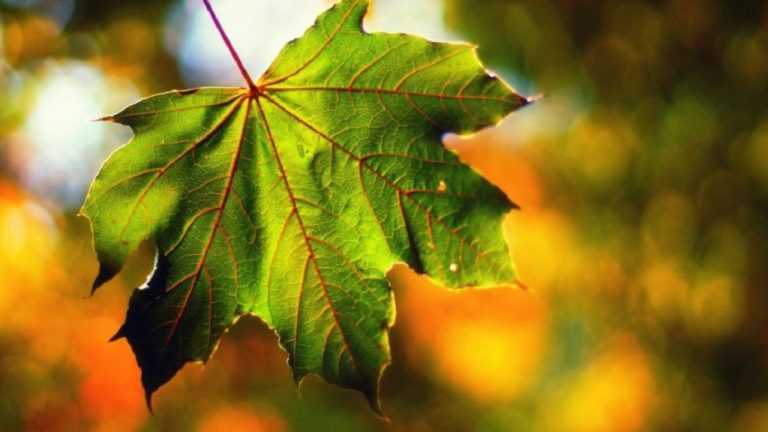 Синоптики обещают тёплое воскресенье почти без дождя