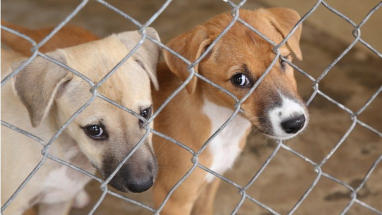 В Риге открылась выставка фотографий собак из приютов